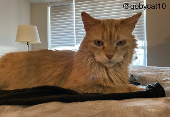Goby, a fluffy green eyed ginger cat, loafing on the bed.