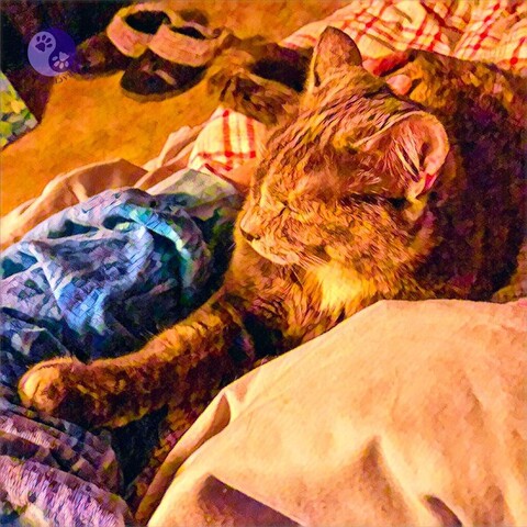 Shot from above, a dilute tortoiseshell kitten lying on a person's lap on a bed with one paw held out to touch their blue tie-dyed sleeve illustrating Science Says Cats Like People.