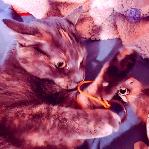 A cat toy with a thick gold cord is wrestled by a partially blurred dilute tortoiseshell teen cat with a happy pink filter illustrating Random Toy Success.