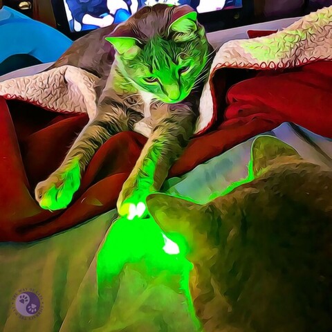 A spot on a bed cover is lit green by a laser pointer, lighting the faces of two cats staring into it as though it was a campfire, one from the back with ears outlined, and one from the front, a gray tabby with white tipped paws reaching for it across a crumple of red blanket, illustrating Encourage Independent Play.