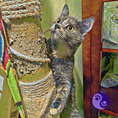 Shot from the side, a dilute tortoiseshell teen cat is hiding behind a cat tree post which has been scratched down to the cardboard with an alert face with large golden eyes intent on someone playing with her who is unseen illustrating Rhiannon Invents a Game.