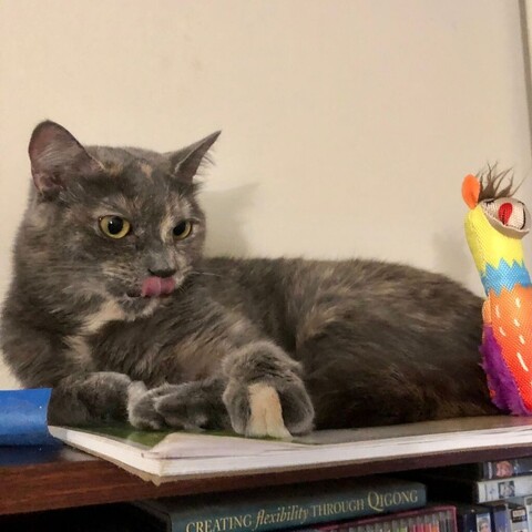 A dilute tortoiseshell teen cat lying down with a pink tongue visible is wondering about the colorful llama toy at the other end of the shelf she is sitting on.