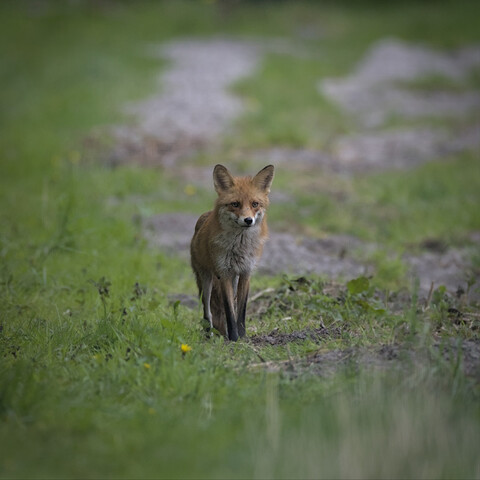Fox standing in a field of grass and dirt