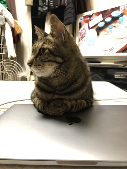 a tabby cat and mac
キジトラとMac