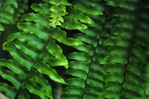 Macro photo of a fern indoors