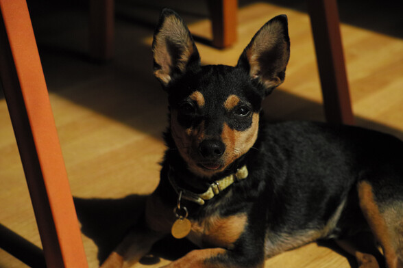 A dog sitting in the sun coming in from the windows