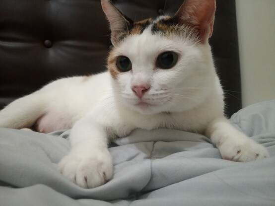 三毛猫
Calico cat