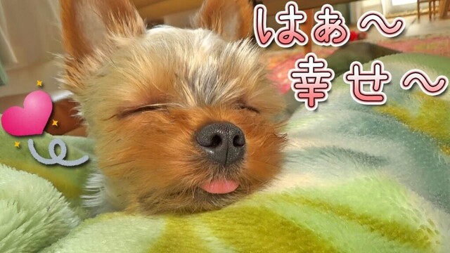 【ヨークシャテリア】リラックスすると舌を出すヨークシャテリア【Yorkshire Terrier】