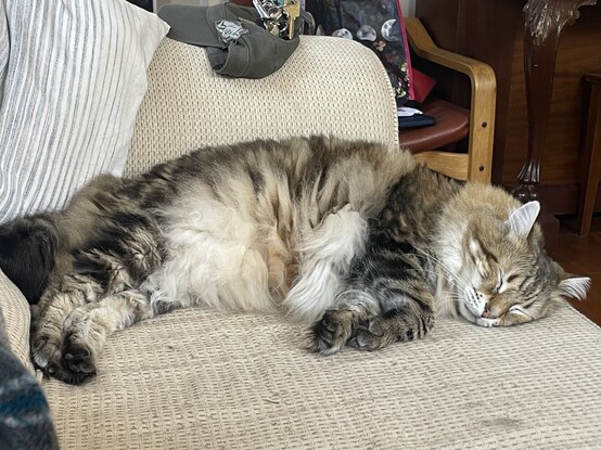 A very fluffy tabby cat is fast asleep, his all four legs are to one side, white fluffy belly showing and face pointed same. He is on a beige couch against the arm. He is very very comfy.