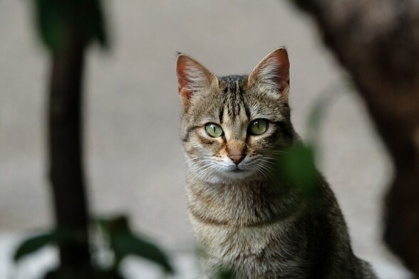 A tabby cat, looking at the camera.