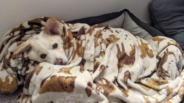 My dog Hiro, a white Corgi-Jindo mix with tan ears, dark eyes, and a pink nose, lying in one of his doggy beds. He's mostly wrapped up in a fluffy white blanket with brown dogs printed on it, and only his head is sticking out. He looks like a cute, comfy, swaddled baby.