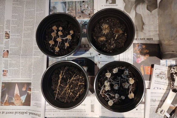 Early March photo shows four six-inch pots. Top left is spotted bee balm, showing three stems with ten seedheads. Top right is purple coneflower, showing four small half-eaten seedheads. Bottom left is Indian grass, showing several stems with seeds. Bottom right is pearly everlasting showing several stems with white fluffy seedheads.