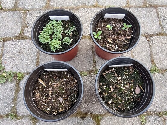 Mid May photos shows the same four six-inch pots, but outside. 
Spotted bee balm shows dense germination. Purple coneflower shows three sprouts. Indian grass and pearly everlasting do not have any sprouts.