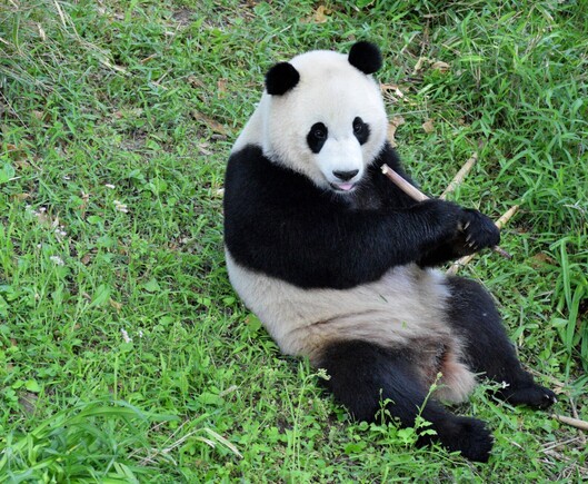 Giant panda Xiao Qi Ji is sitting in the grass holding a bamboo shoot with both paws. His tongue is sticking out.