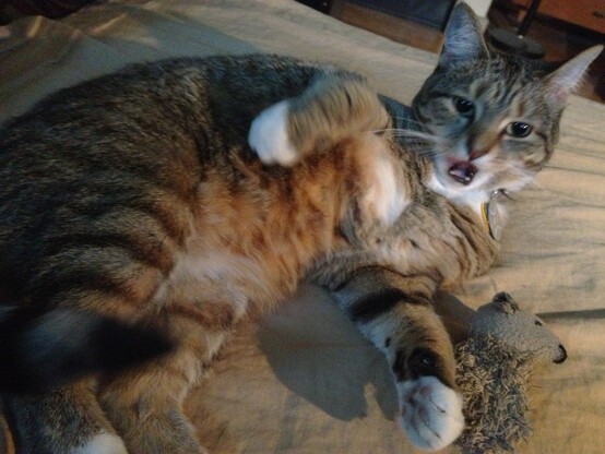 My kitty lying on her side, belly exposed as for bathing, but she is giving Mom/the lens a LOOK for interrupting. Her tongue is a pink blur, flapping out of her mouth since it had just been washing her belly.
