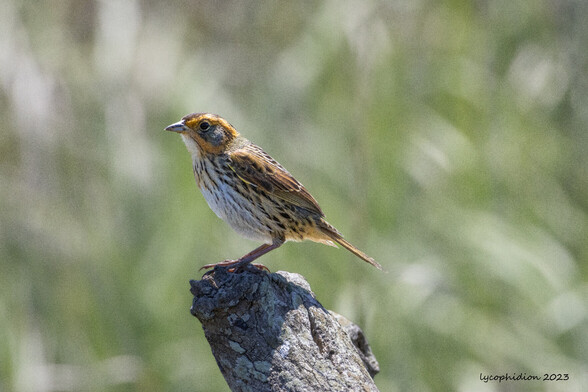 Saltmarsh Sparrow: "Grayish above, pale below, with rusty wing coverts and vivid orange-buff face markings framing a grayish cheek. The breast and sides have strong black streaks on a yellowish wash; the back shows white stripes" (All About Birds). Considered at risk due to loss of habitat.