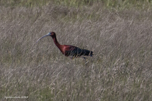 "At distance, Glossy Ibises look uniformly dark, but a close look in good light reveals stunning colors: deep maroon, emerald, bronze, and violet. This long-legged, long-billed bird forages in flocks through wetlands and wet agricultural fields, searching for insects, small fish, and seeds" (All About Birds).