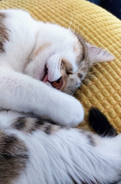 A close up frame of our tabby cat.She's fast asleep with a tip of her tongue out.