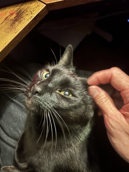 Image of a black cat sitting on my lap looking upwards while I rub an ear