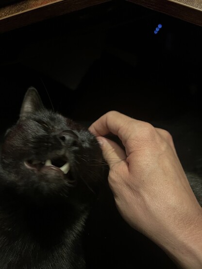 Image of a black cat sitting on my lap looking upwards while I rub an ear, his mouth is slightly open showing his giant teeth.