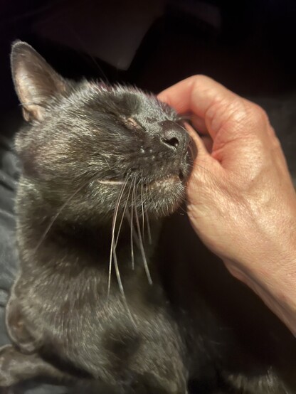 Image of a black cat sitting on my lap looking upwards while I rub an ear, he is leaning in to the hand scritching his ear.