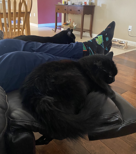 Two black cats, one in either side of a pair of legs in jeans. The person is wearing black socks with dinosaurs.