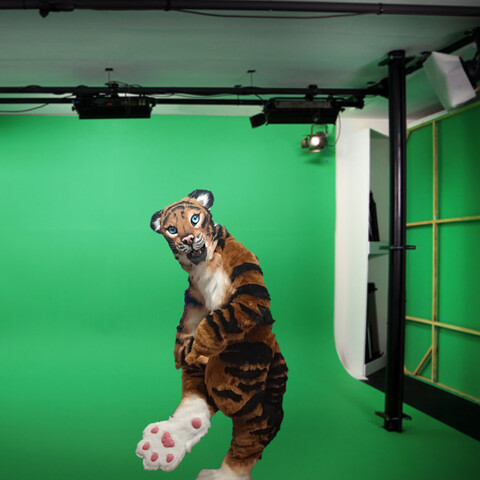 Tiger fursuiter on a green background studio showing the underside of one of its paws