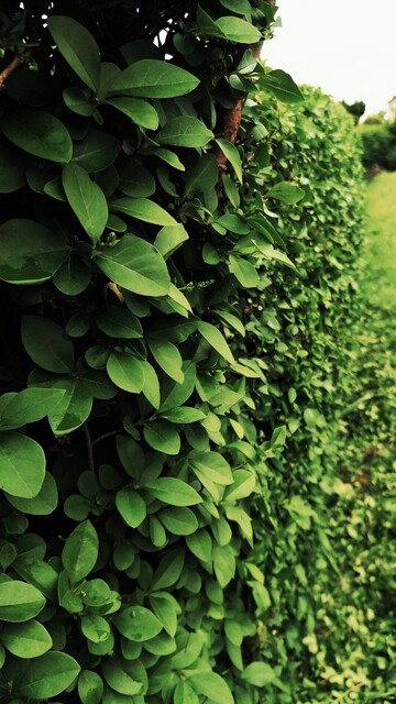 Close up of deep to dark green privet hedge mostly cut. Distance is out of focus but stretched away to the horizon. Focus is on the leaves. Earedt to the camera. Vertical or portrait orientation.