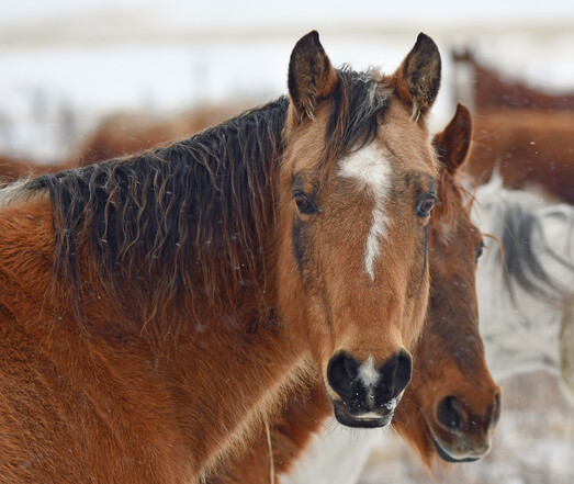 A buckskin horse looks at the camera small snowflakes can be seen on his dark colouring