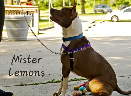 Adoptable Mister Lemons (brow/white dog) sitting for a treat.