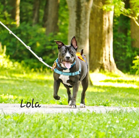 Adoptable Lola (black/white pitbull) running.