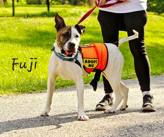 Adoptable Fuji (white body, white/brindle head) at the Poplar Sping event.