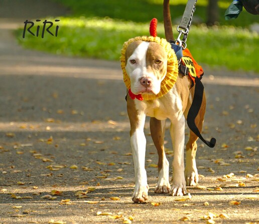 Adoptable RiRi (white/brown pitty) walking with her chicken hat (she is thinking people are crazy 😄)