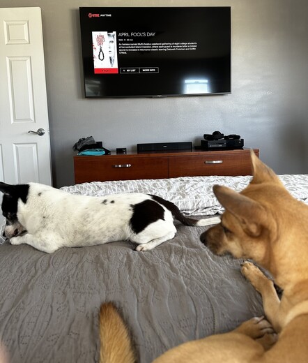April Fool’s Day Showtime menu screen displayed on wall mounted tv. Paint is gray. There are two dogs laying on the bed.  1 brown. 1 white.