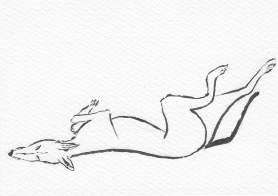 B/W ink sketch of a greyhound roaching, rear legs extended, front legs curled up over chest.