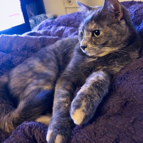 A dilute tortoiseshell teen cat relaxes on a fuzzy purple comforter with various shades of orange and cream appearing prominently on her feet and toes, dawn lit plus the glow of a television screen.