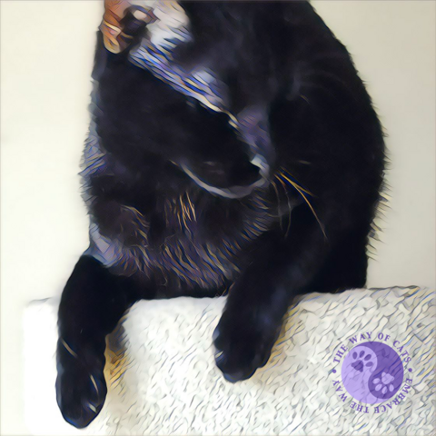 An all black teen cat poses in a blur of ears on top of a round cat tree top with pale carpet illustrating Personality Layers.