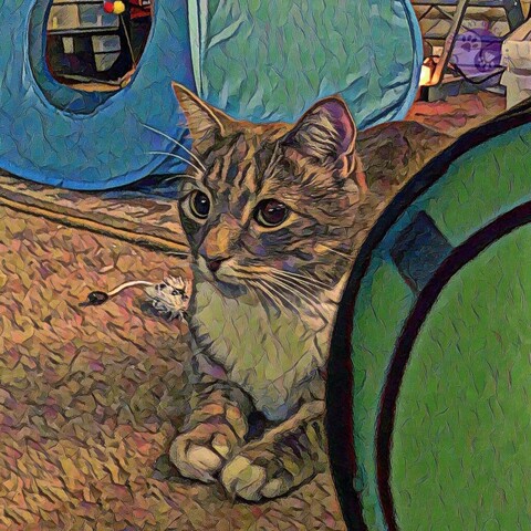 A gray tabby cat with abundant white chest fur and white tipped paws poses like a Sphinx amid cat tents and toys on a beige carpet illustrating Why Domestication Matters.