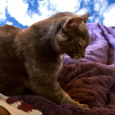 Shot from the side, a dilute tortoiseshell cat kneads a lap hidden beneath a fluffy purple comforter.