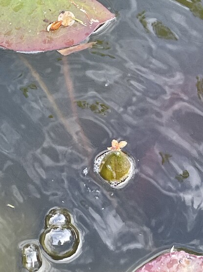 A green flower bud pokes through the surface of the water. The water is ripple and you can see a mixture of reflection and the stems underneath. There is a portion of a lilly pad visible in the top left.
