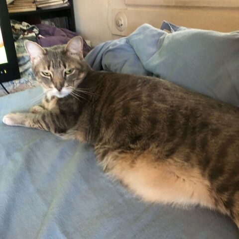 A Gray tabby cat lies on a bed with blue sheets and a piled up blue blanket behind him, his posture displaying a prominent, creamy white belly apron with a lot of fluff that makes it even more obvious.