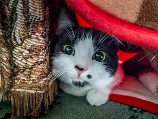 Black and white kitten under a blanket peeking out