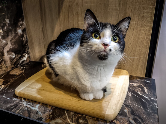 Black and white kitten sat on a wooden chopping board in kitchen