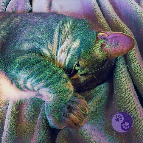 The top half of a gray tabby teen cat lying on their side with front paws drawn up to cover their nose while the cat looks over this barrier at the lens in a mischievous way illustrating The Cat Comedian