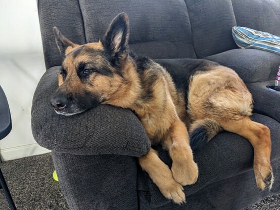 German Shepherd girl settled in her favorite spot on a gray couch, her chin on the armrest, legs dangling over the edge of the seat.