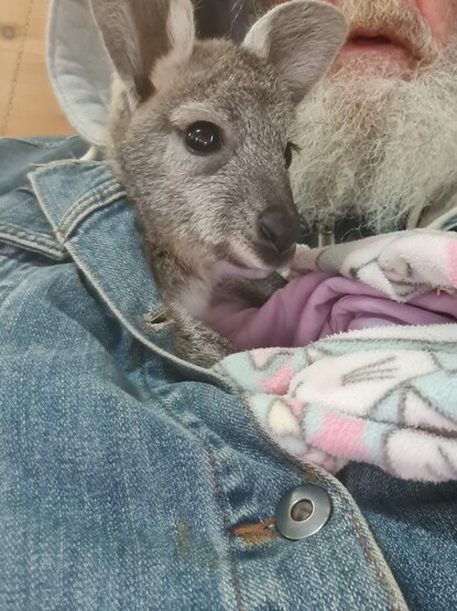 A tiny grey euro snuggles into her carers jackets as she tries to keep warm in -2° morning temperatures.