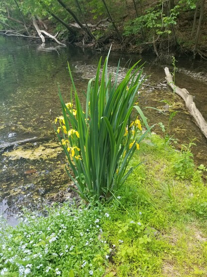 A very healthy bunch of bright green lilies with yellow flowers grow out of an outcropping of silt along the edge of a lake.  A long, young tree tree (felled by beavers) rests across the water.  Lighter white flowers grow in front of the lilies.