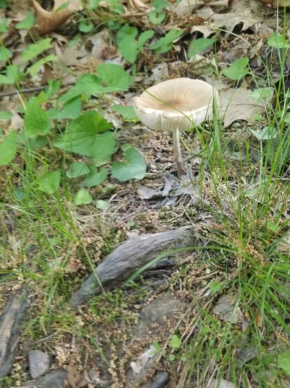 A large mushroom grows out of the ground amid some grasses and brush, as well as small rocks.