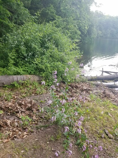 A flowered plant grows out of a lake's shore.  Trees and a lake are visible in the background.