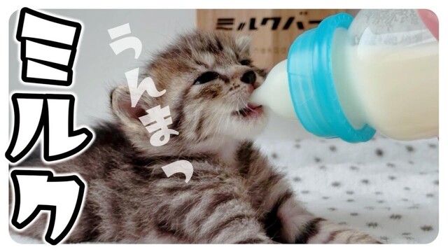 【6子猫のミルボラ】ぴゃーぴゃー音をBGMにミルクをどうぞ【保護猫生活8日目】